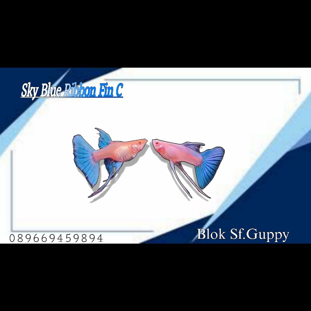 1 PASANG STIKER IKAN GUPPY SKY BLUE RIBBON FIN C