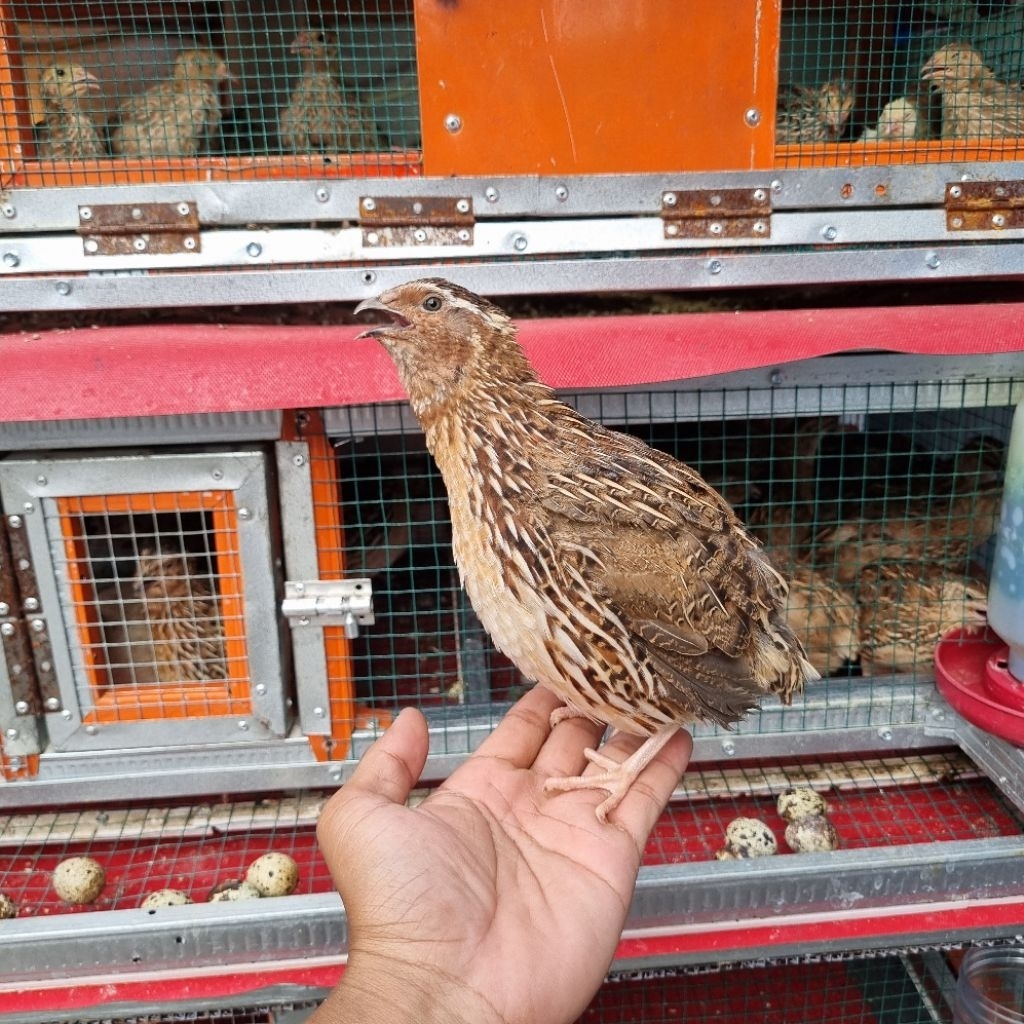 burung puyuh jantan dewasa bunyi