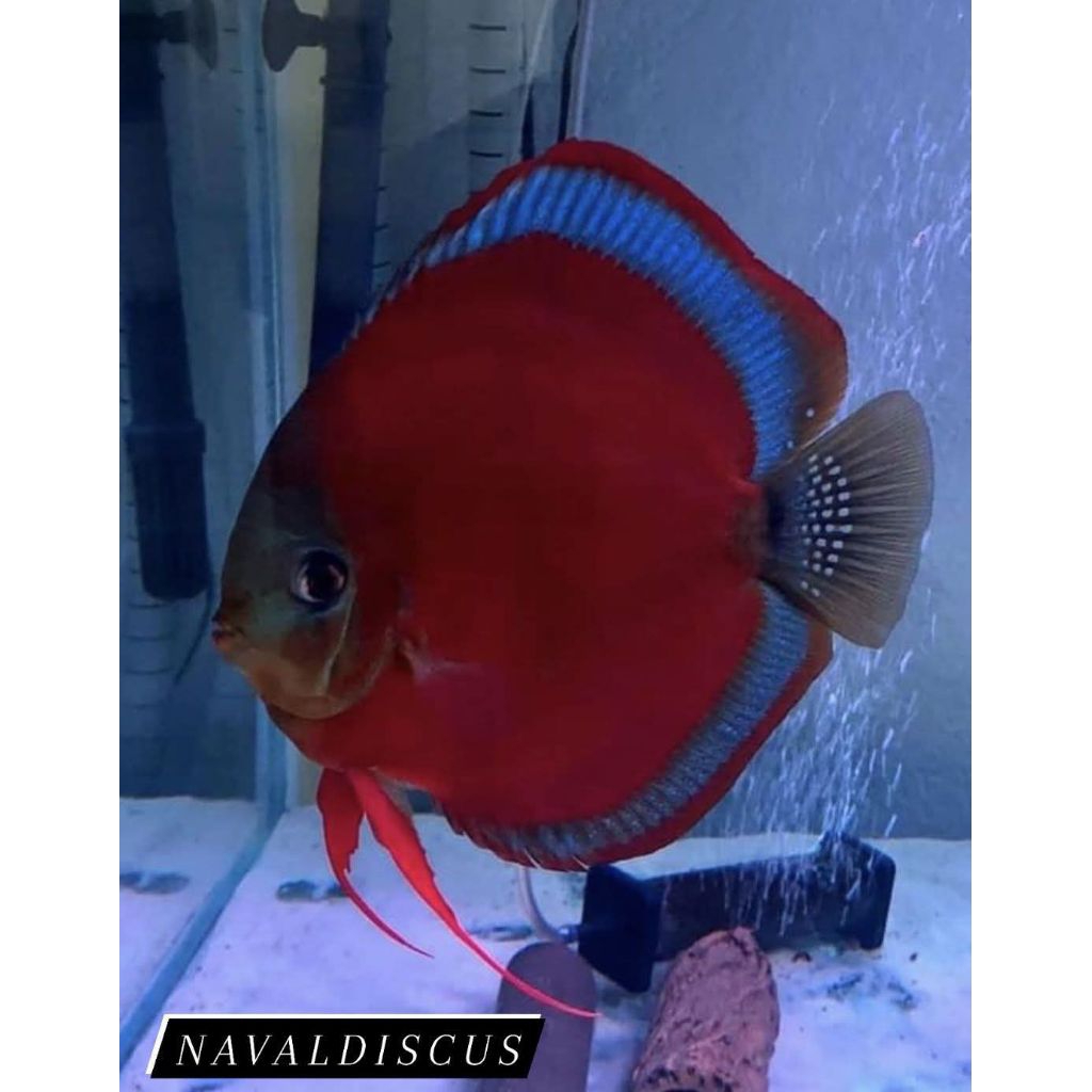 Discus aquascape sun merah blue rim ikan hias aquarium