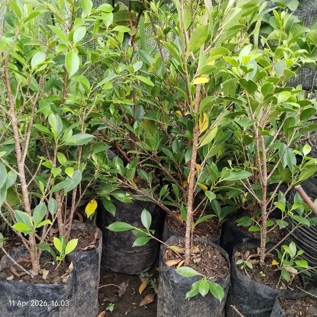 Bahan Bonsai Kimeng atau Ficus Microcarpa Hasil Vangkok Sudah Turun Media