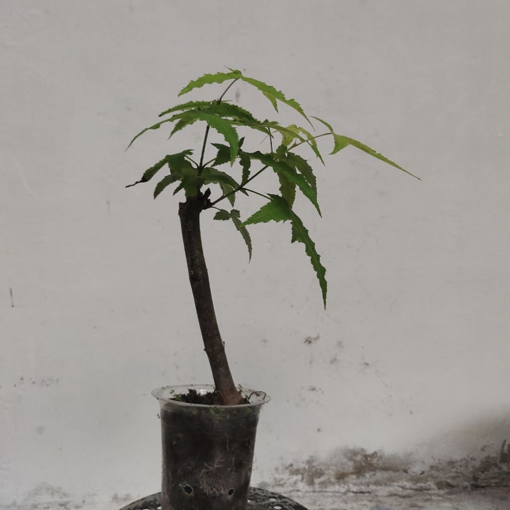 [A] Maple hijau / Maple jepang / tanaman maple / pohon maple / acer palmatum