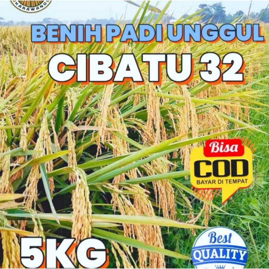 benih padi cibatu 32 berkualitas 5kg