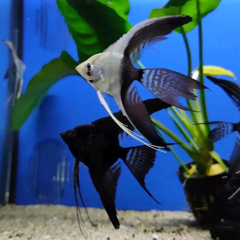 Paket Manfish isi 6 ekor BW Slayer 2.5 3 cm