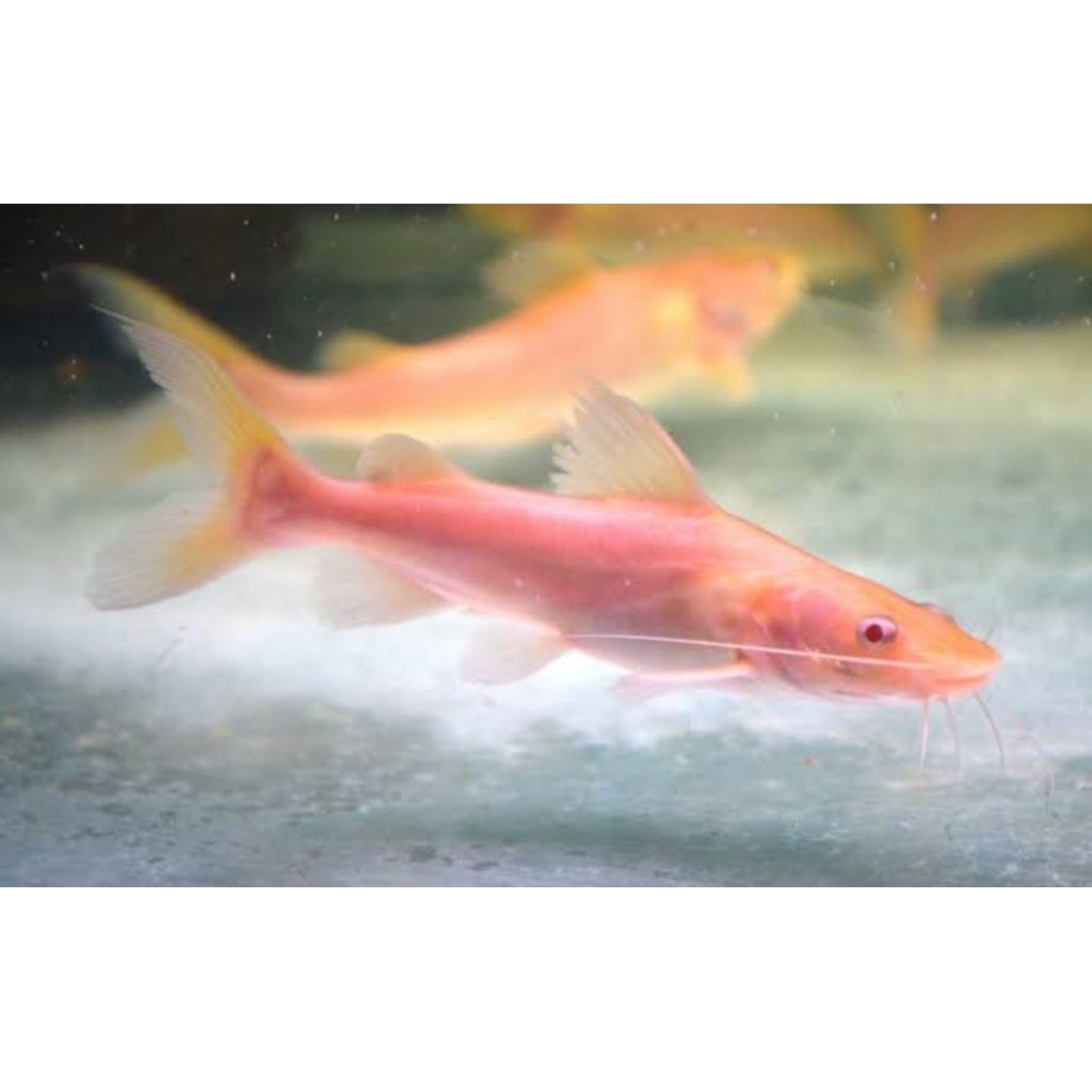 sticker IKAN BAUNG ALBINO CATFISH 8-10CM