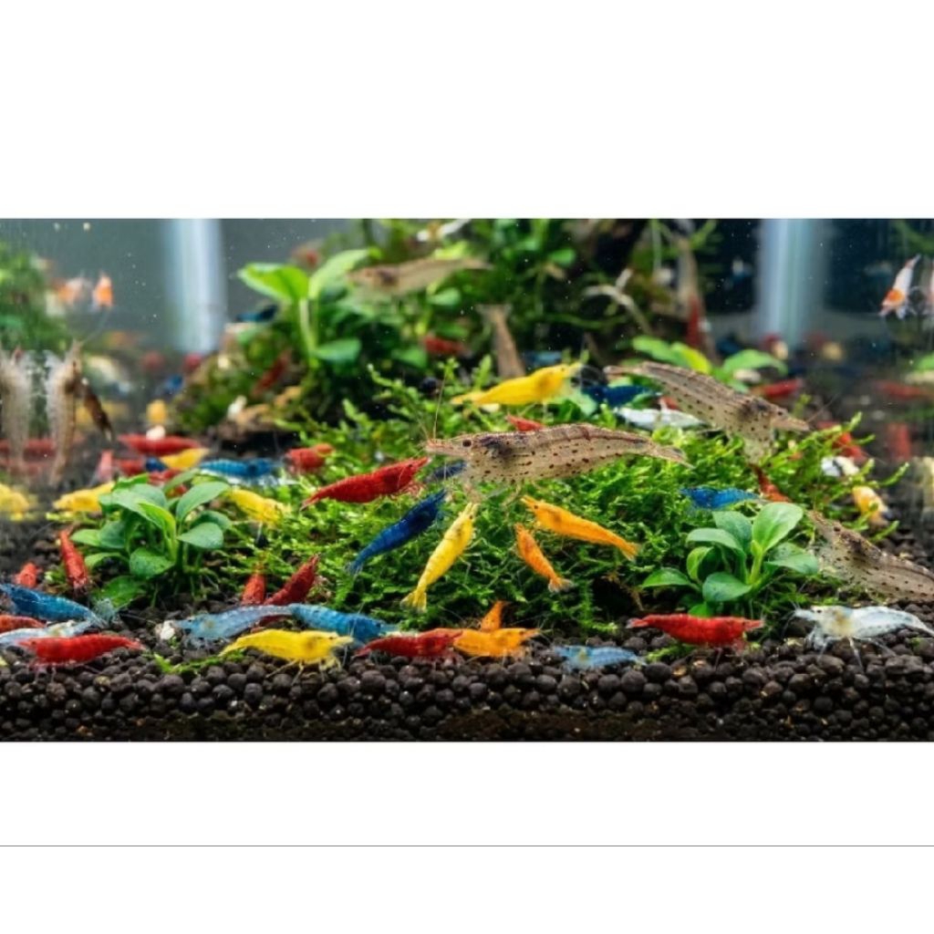 Udang Hiasan Red Cherry RCS Aquarium Aquascape