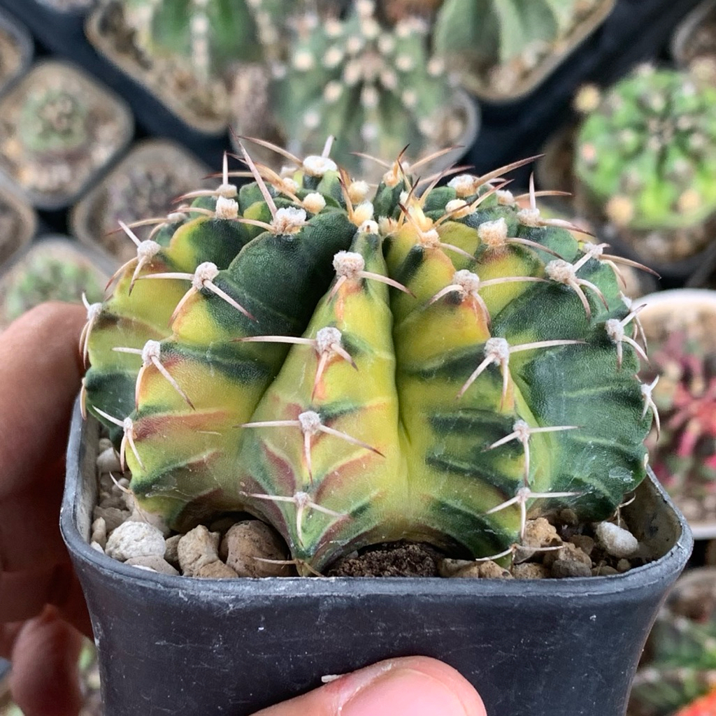 Gymnocalycium LB Hybrid Varigata kaktus gymno var orange miha 2178 ribs lb2178 tanaman hias hidup gu