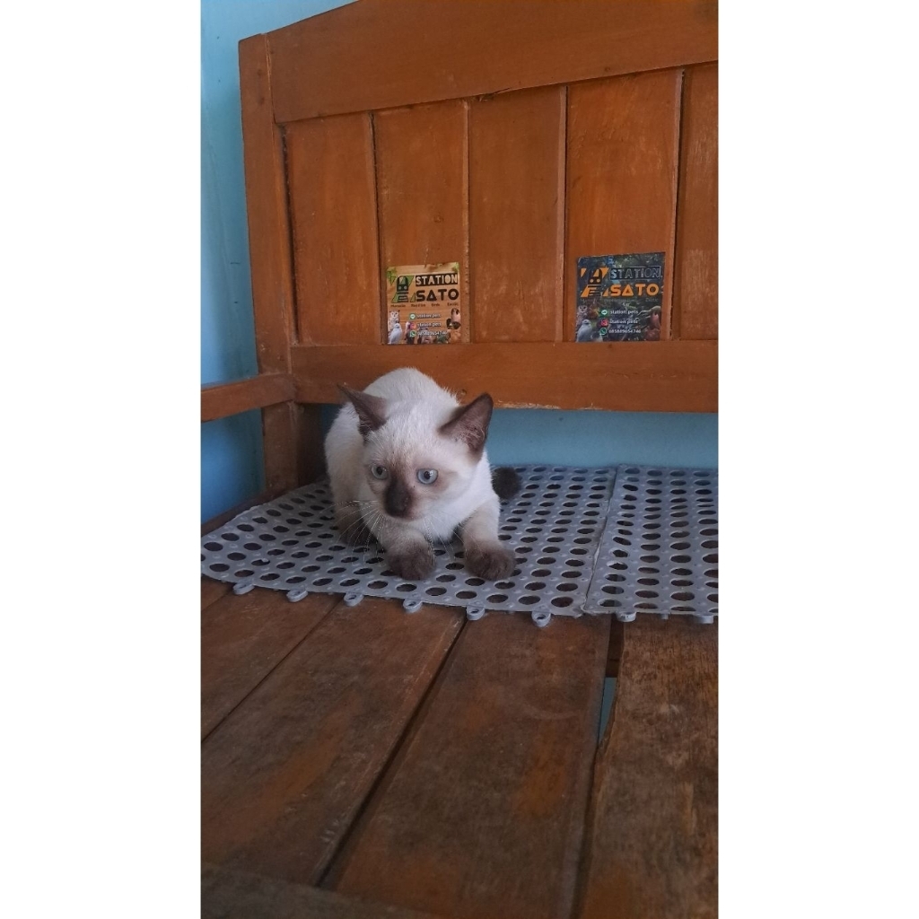 kucing himalaya mix siamese murah