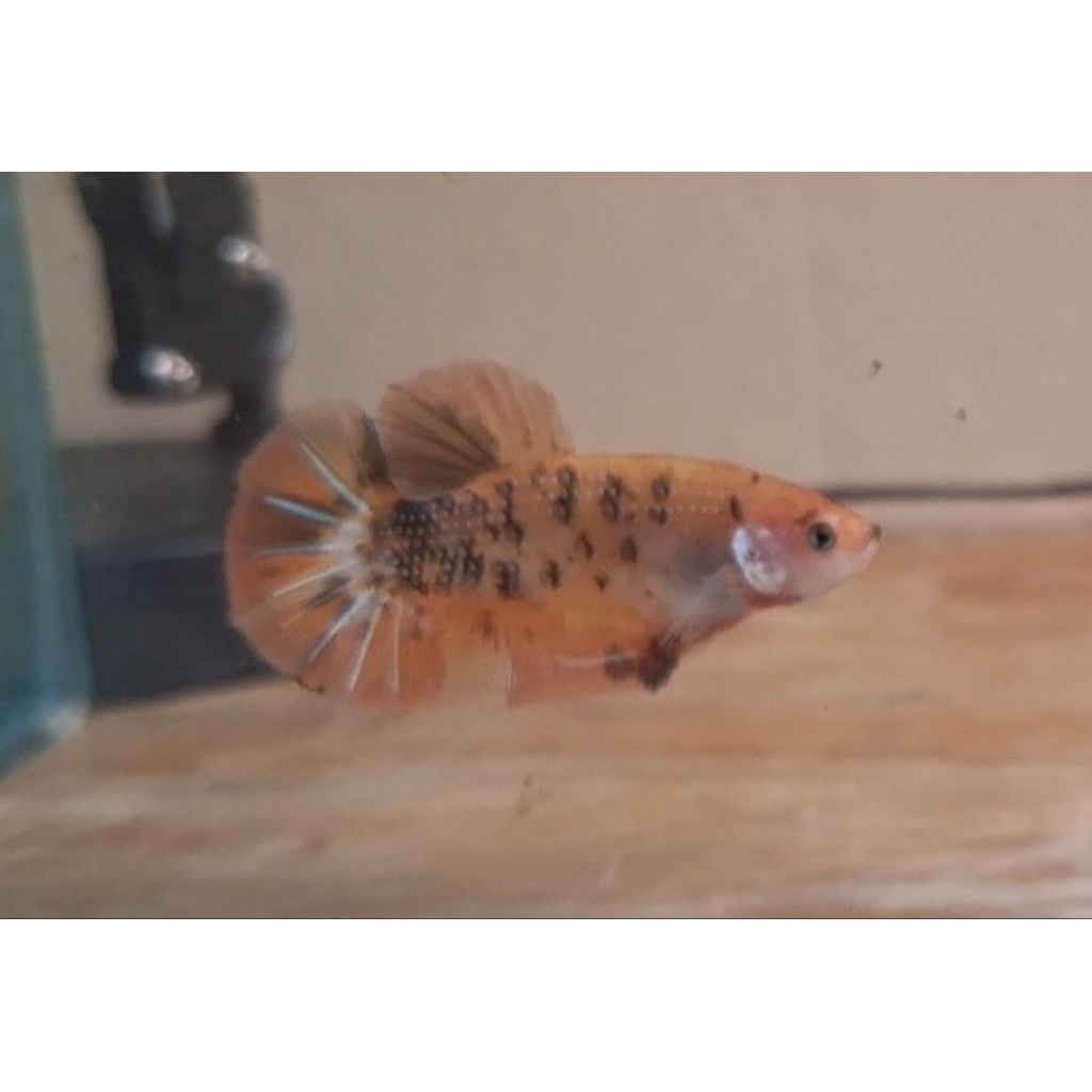 female giant hmpk