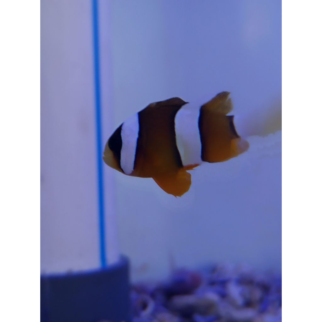 ikan hias giro pasir