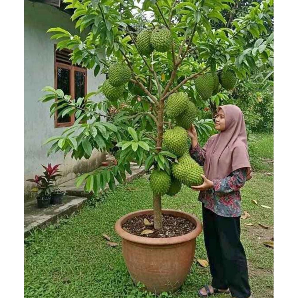 bibit srikaya biriba