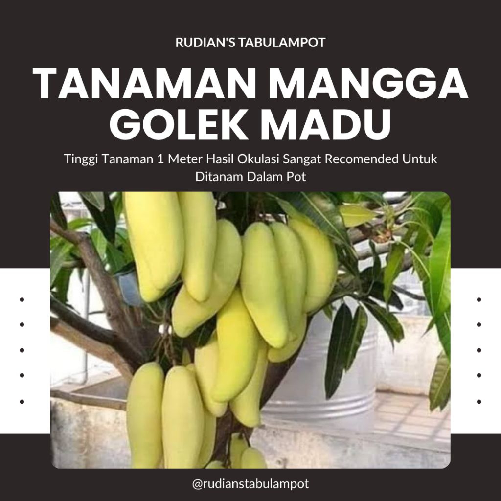 Tanaman Mangga Golek Madu Jumbo Tinggi 1 Meter Genjah Cepat Berbuah