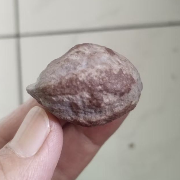 Kemiri Adu Muncang Adu Jayanti Si Sapi Ori Urgen Carambang Lumiat