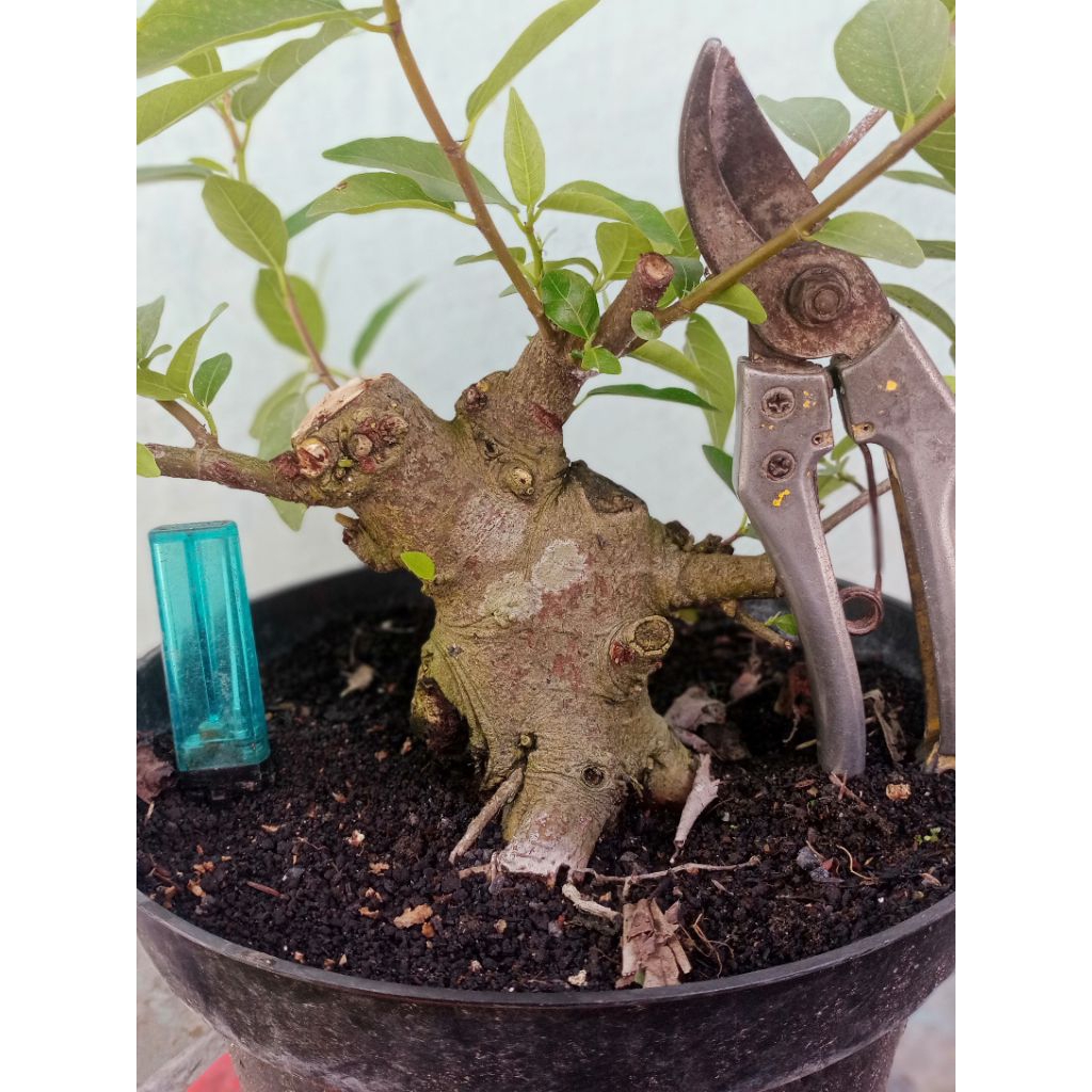 bahan bonsai mame loa