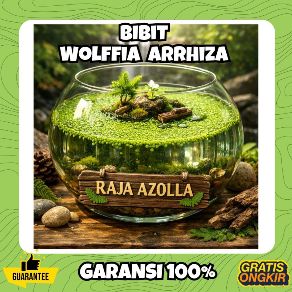 Wolffia Segar Media Air 1 Kg | Pakan Alami & Tanaman Air Premium