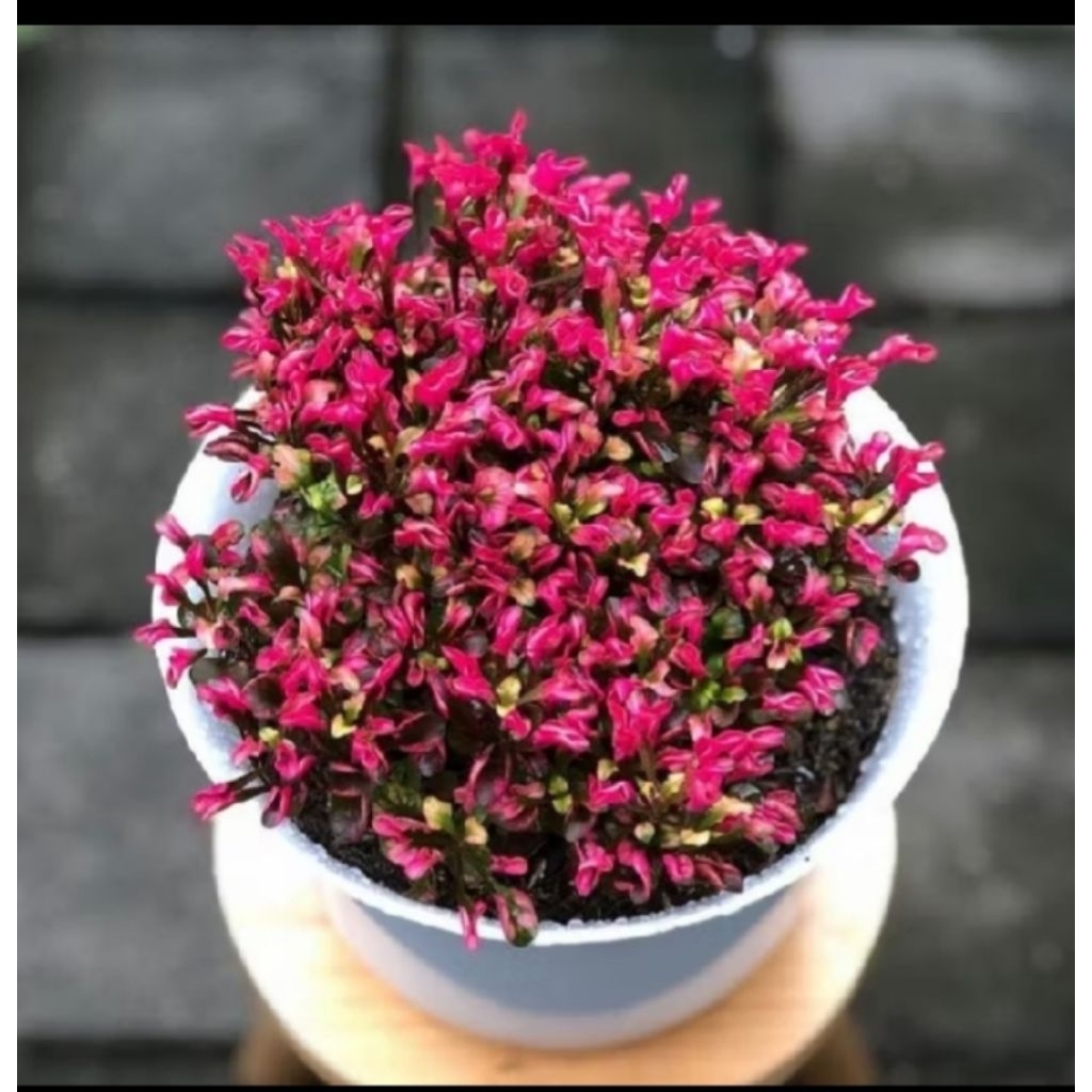 PROMO COD!! Tanaman Hias Krokot Mawar Merah Krokot Merah Tanaman Outdoor