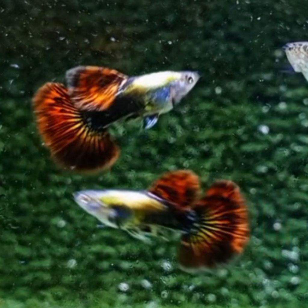 PLATINUM RED DRAGON (GREADE) Guppy Hiasan aquarium