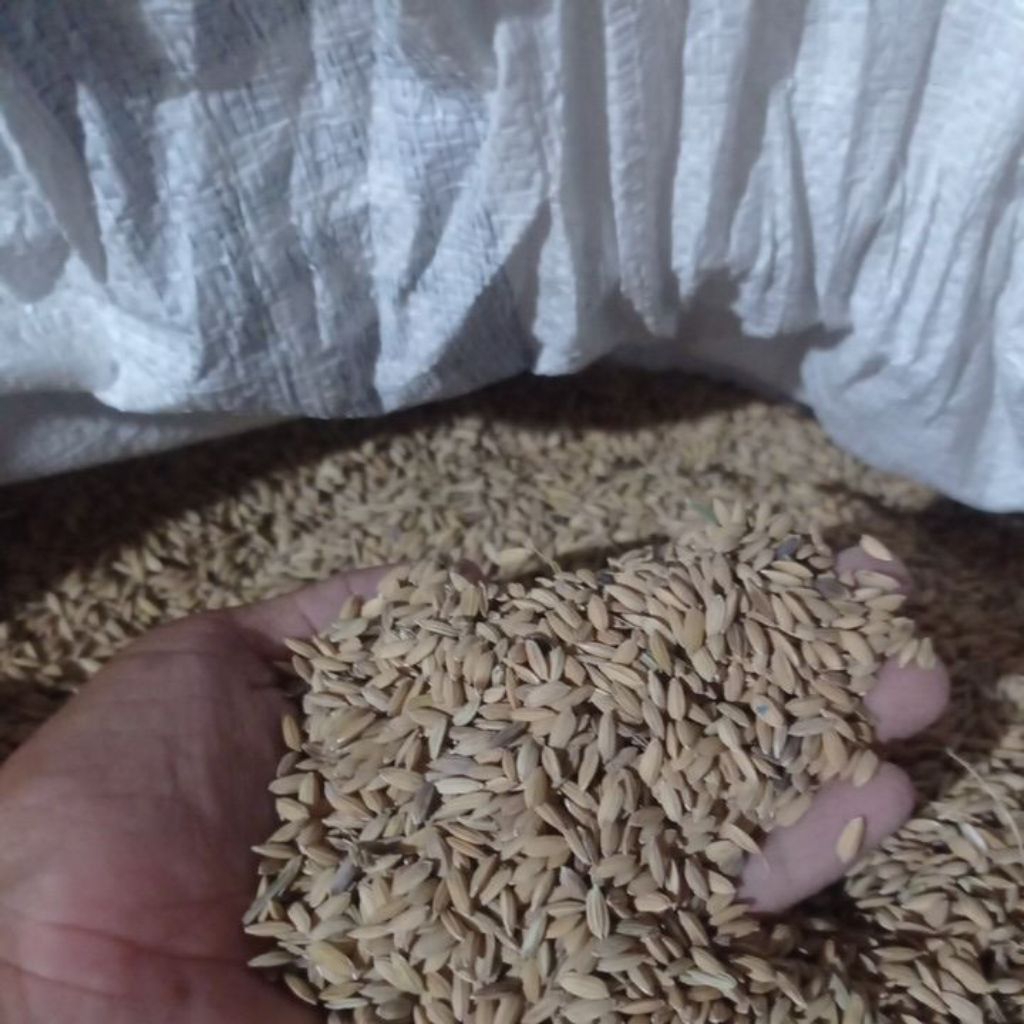 Gabah kering 1 kg
