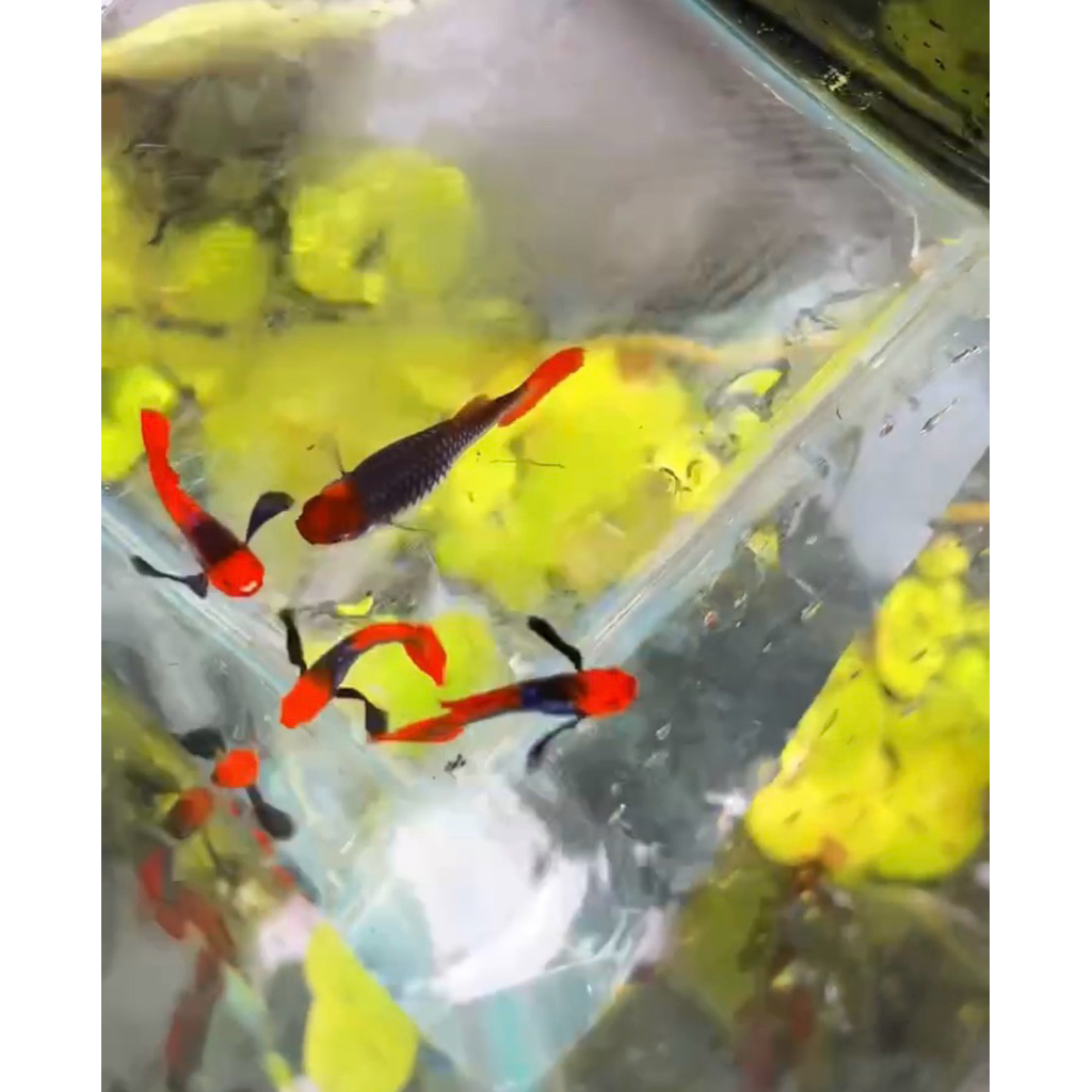 Guppy Prtde koi 1pair