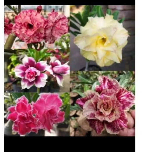 Bunga Adenium tumpuk, batang entres untuk sambung dan stek