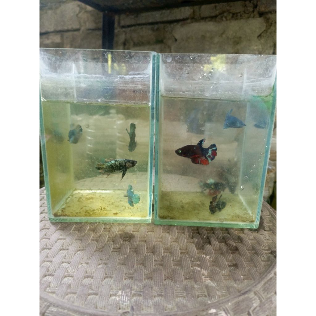 Dekorasi Flashdeal Partaian Cupang Avatar 10 pcs