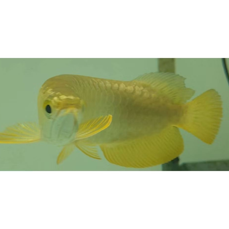 Arwana Crossback 24K Malaysia 30cm