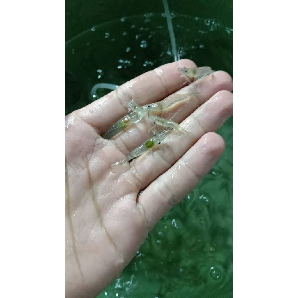 udang air tawar hidup pakan ikan predator dll