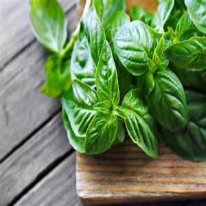 Daun basil, daun basil fresh, daun basil segar