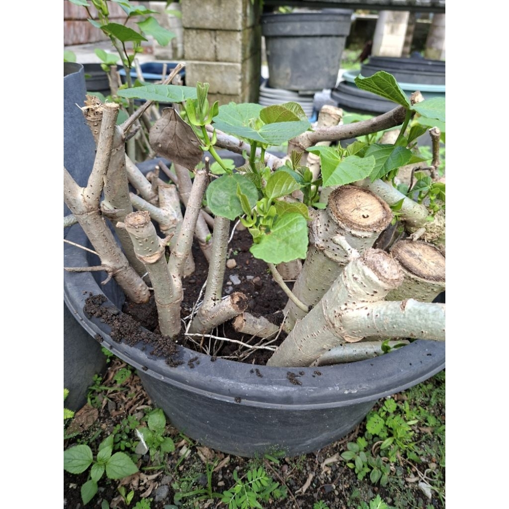 bonsai waru india
