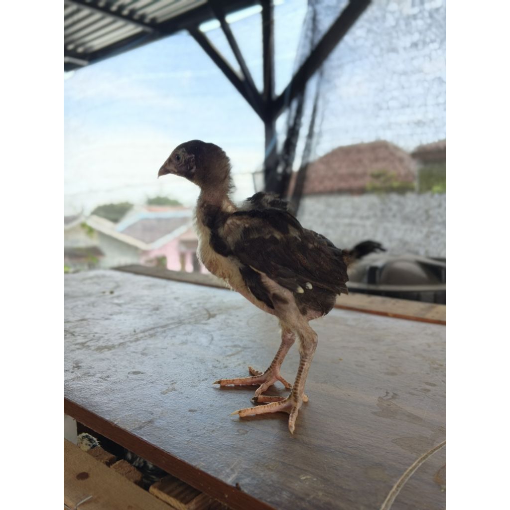 ayam Bangkok anakan usia 2 bulan