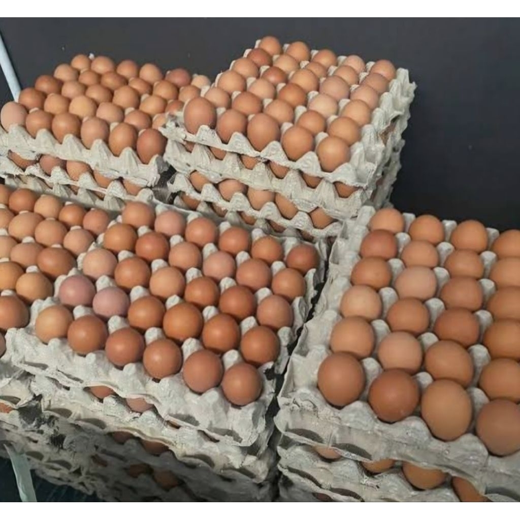 Telur cangkang coklat 1 kg