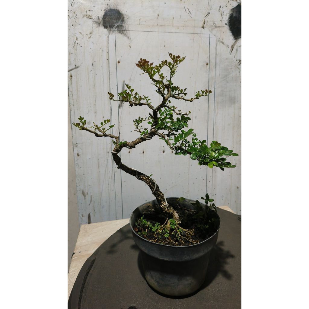 BAHAN BONSAI/KAWISTA BATU