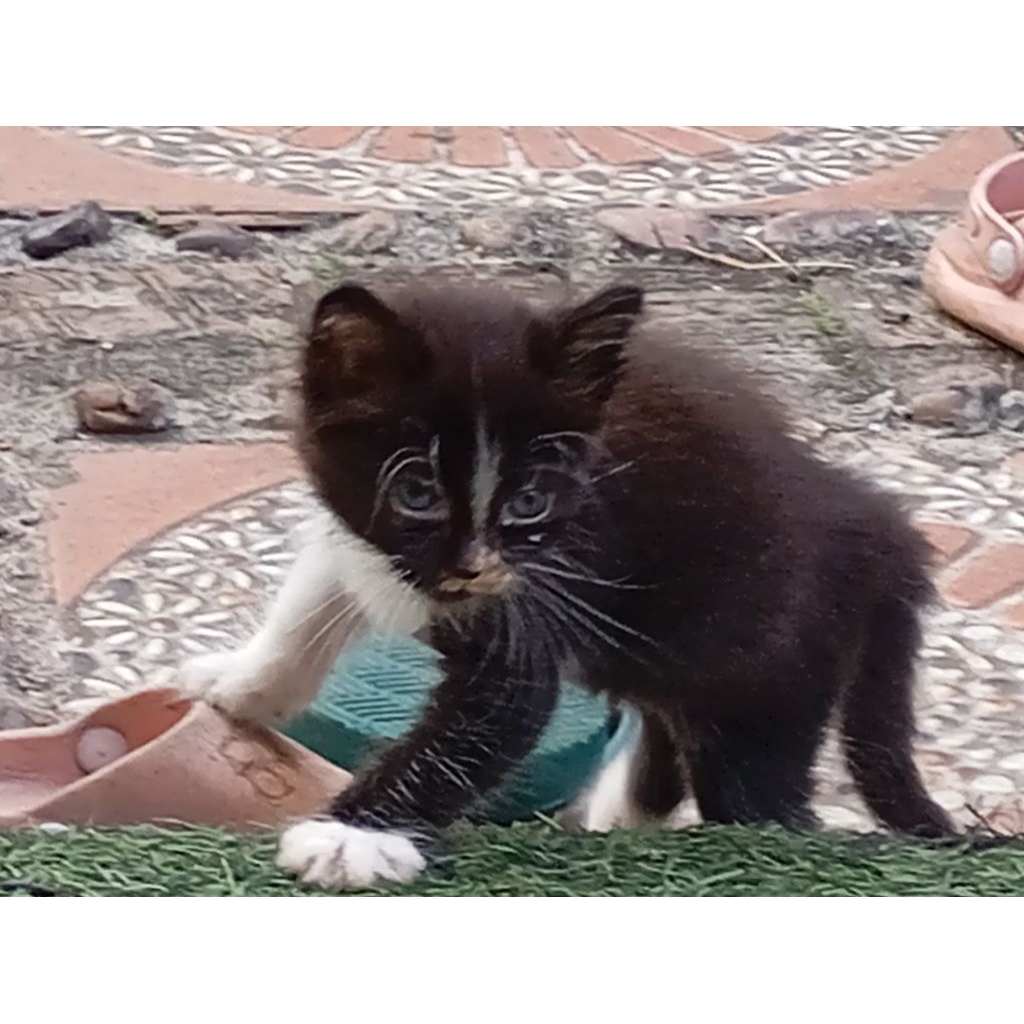 anak kucing panda lucu gembul