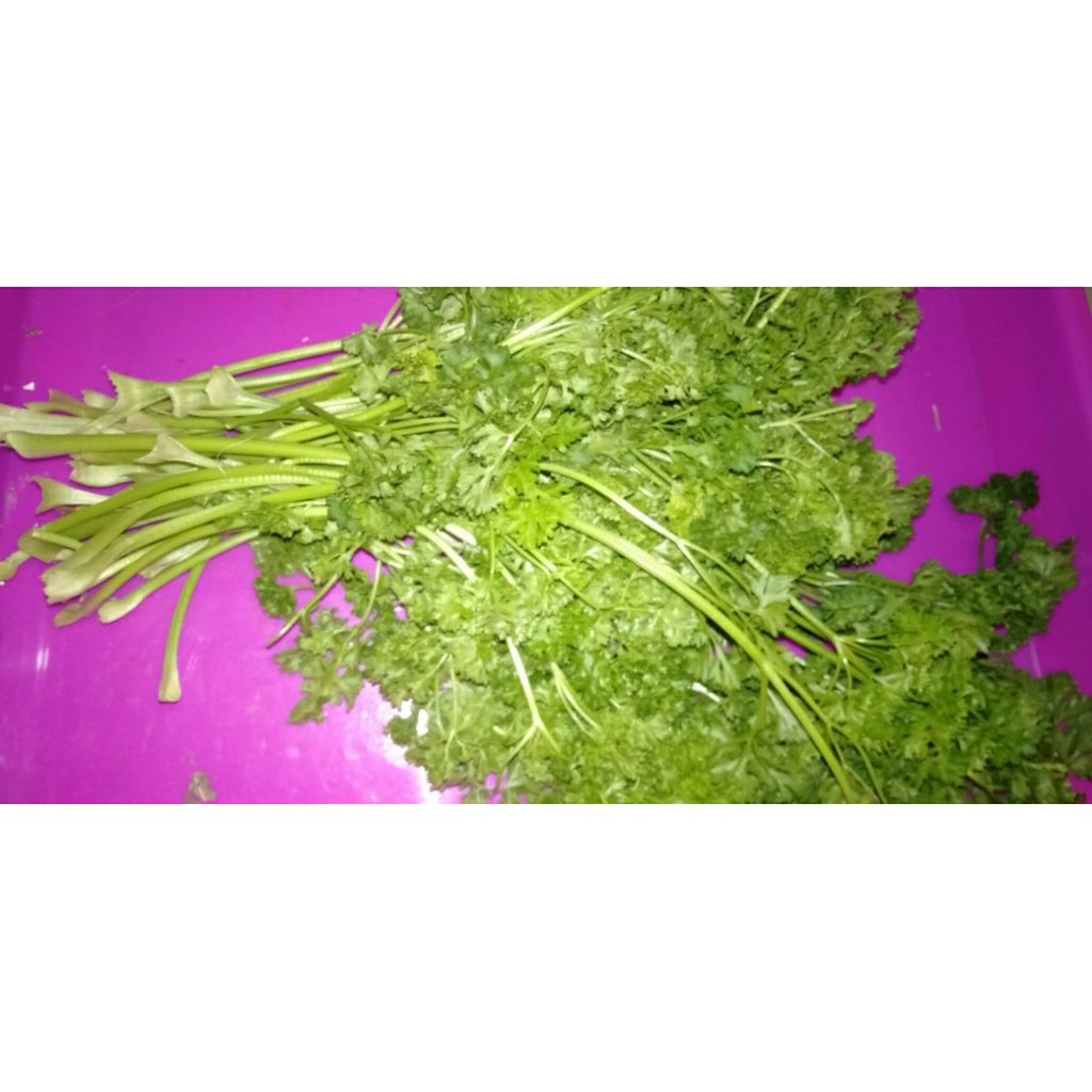 Sayur Parsley Peterseli segar