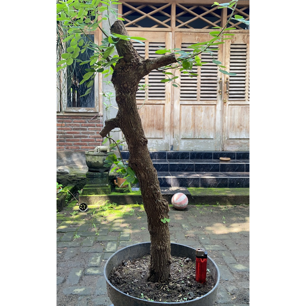 Bahan bonsai ileng-ileng / Mangsian / Pylantus reticulatus