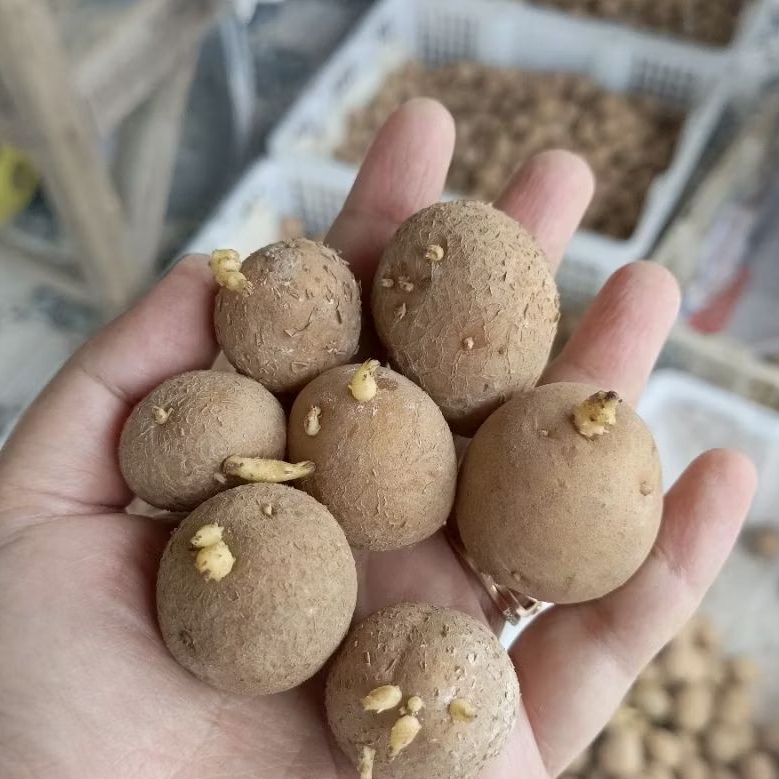 Bibit kentang g2 granola L per krat