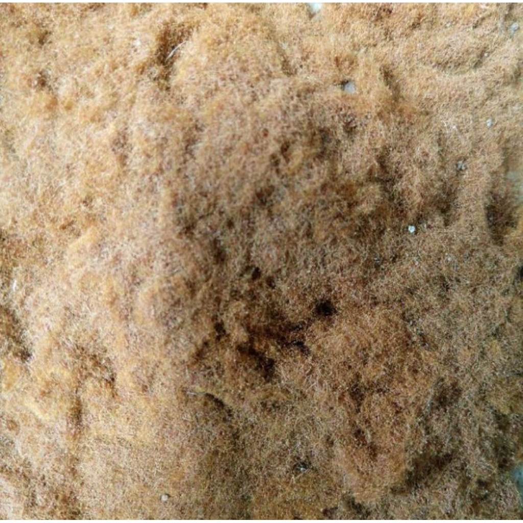 spora platycerium coronarium isi ribuan bibit