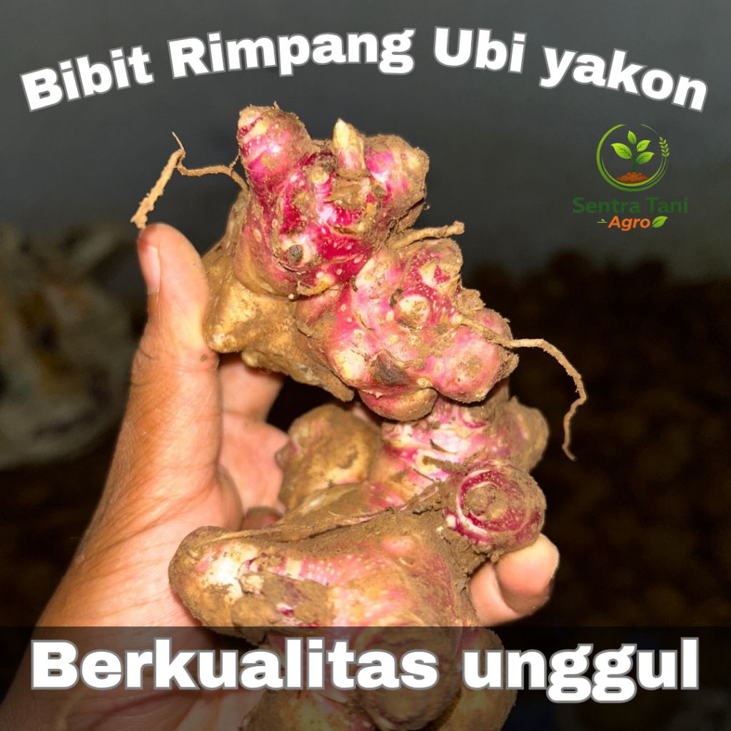 Bibit Rimpang Ubi Yakon 1 Pcs Isi 5–10 Mata Tunas | Bibit Yakon Siap Tanam | Umbi Yakon Berkualitas