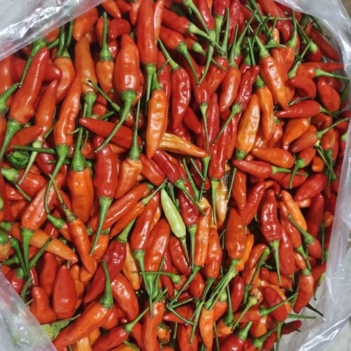 Cabe Rawit merah ORI super 1kg Termurah