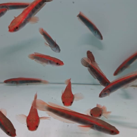 Red Pbun SBK / Red Maru Pbun / Channa Red Maru Sortir Simet