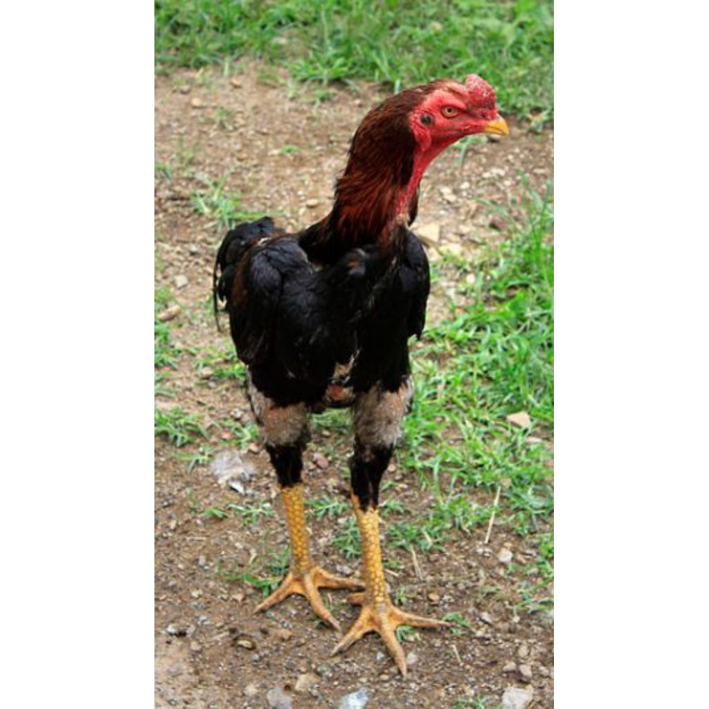 telur ayam shamo super Eropa ori petarung bisa untuk di tetaskan dan bisa di peranak