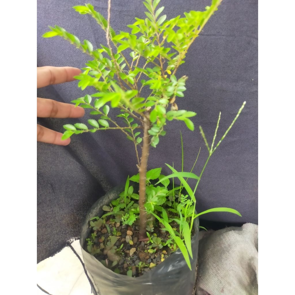 Ulmus super micro