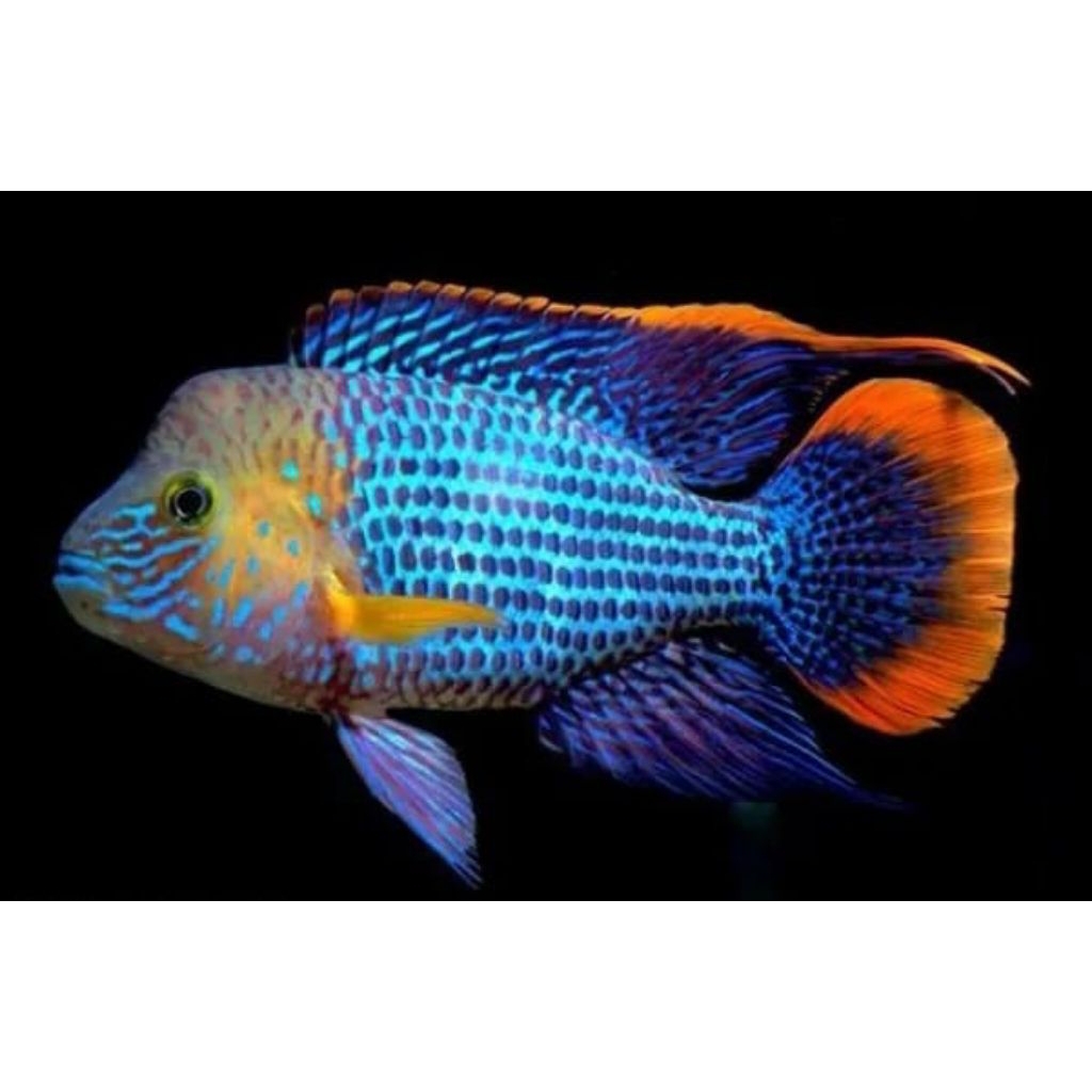 Cichlid green terror, goldsaum,golsom UK 3jari