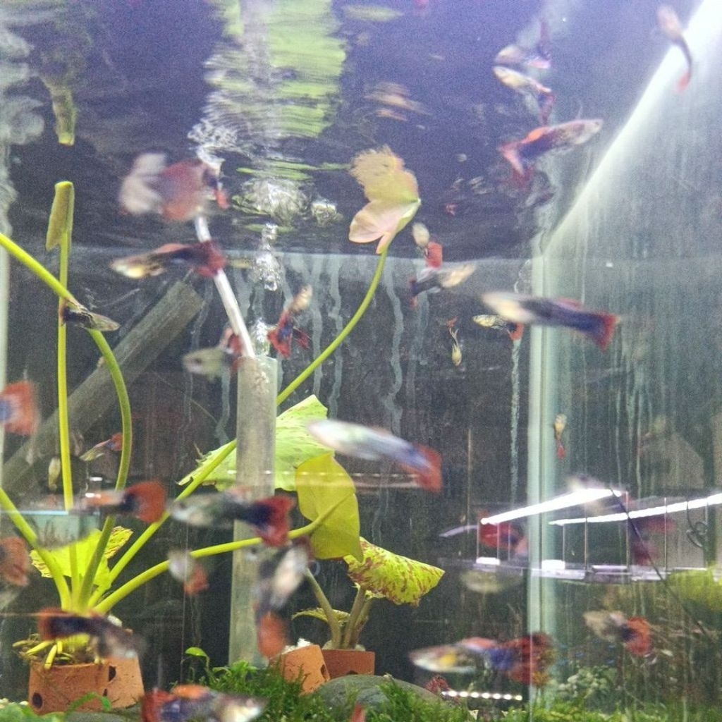 Guppy dragon
