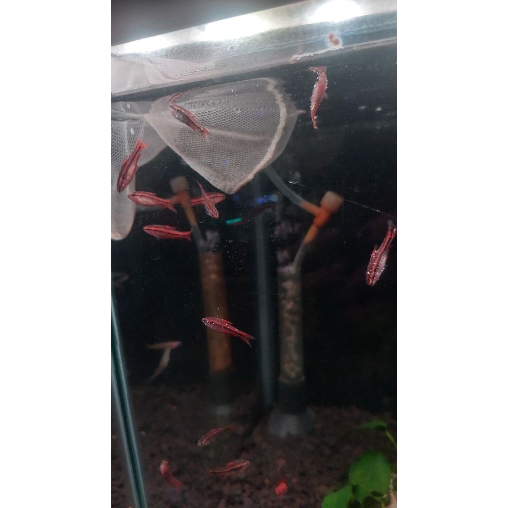 Ikan Hias Cardianal tetra Red nose Neon black Neon api Cerribarb Neon tetra