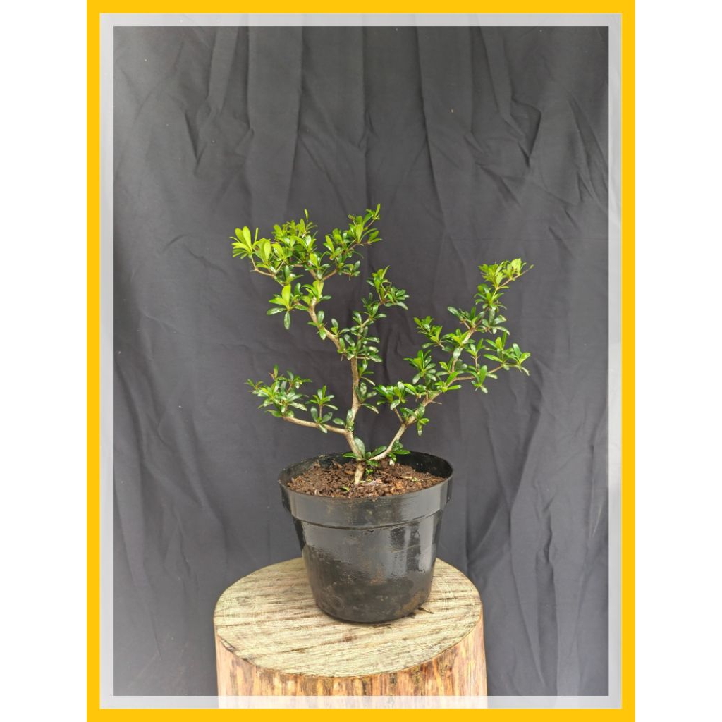 bahan bonsai black olive/bucida spinosa