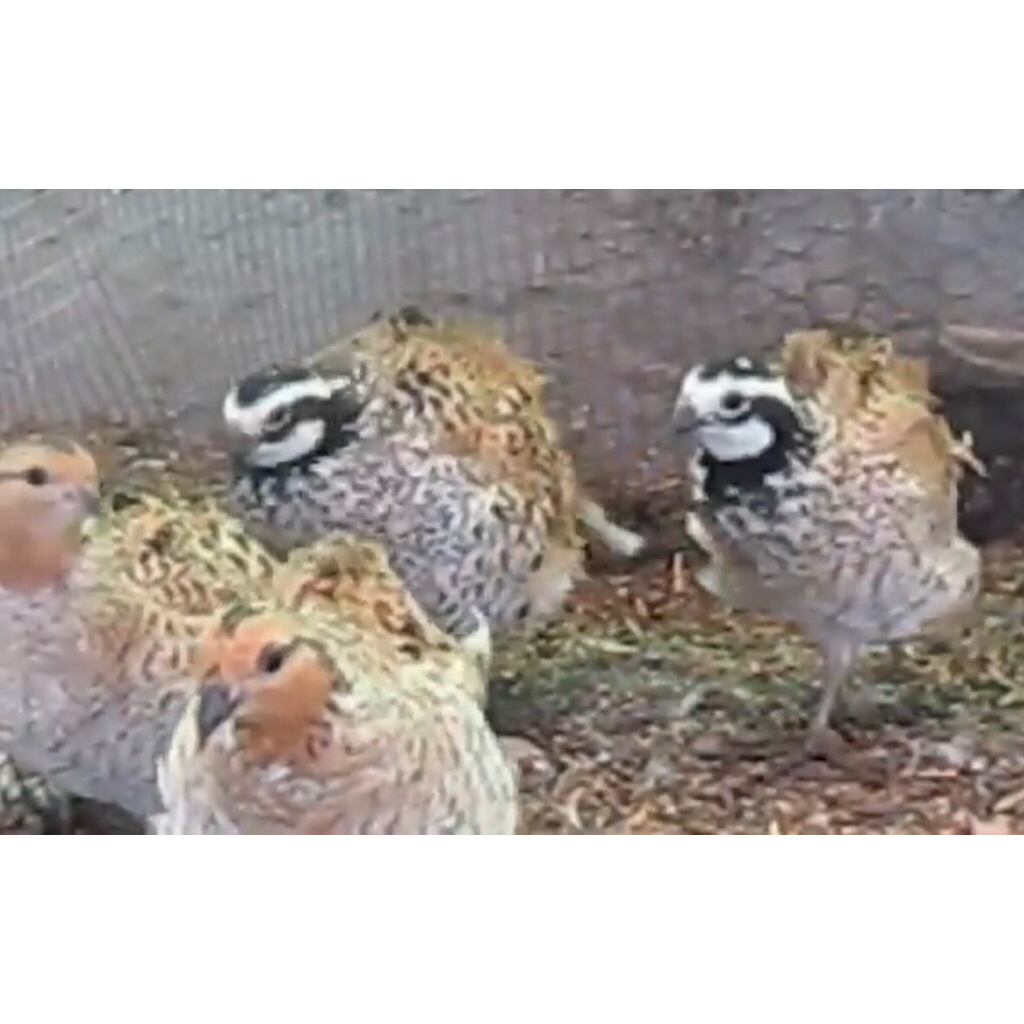 Telur Tetas Puyuh Bobwhite Mexican