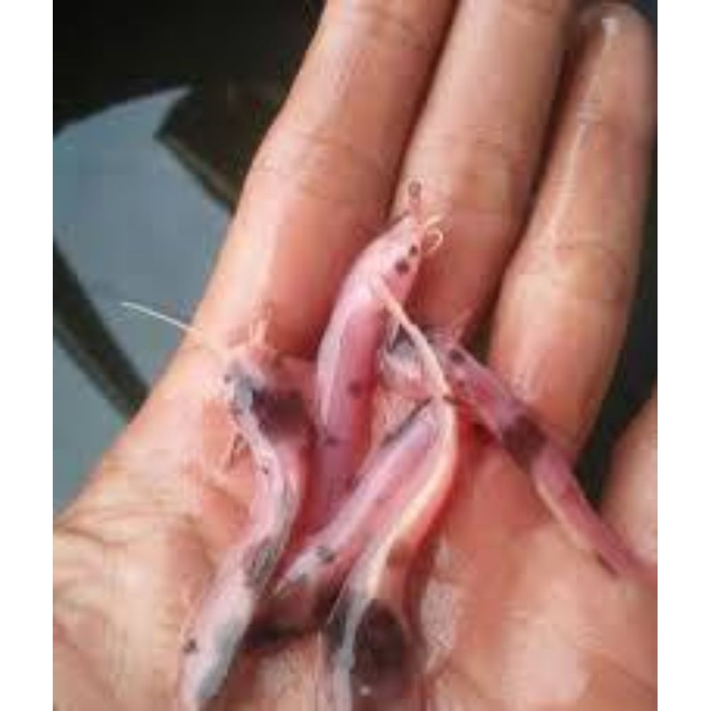 Kardus Lele Sapi / Lele belang / Lele albino 5-7cm
