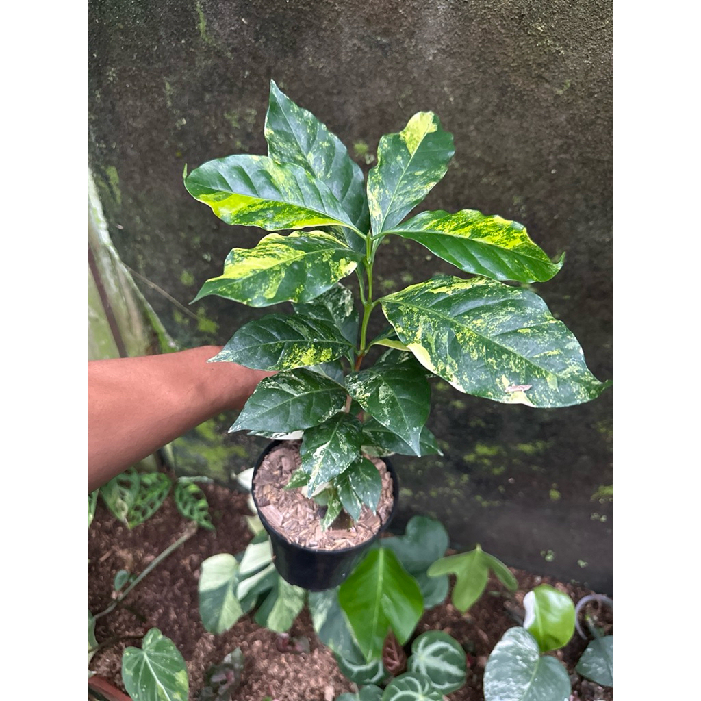 Bibit Tanaman Hias Pohon Kopi Variegata Arabica / Pohon Kopi Variegata Arabica