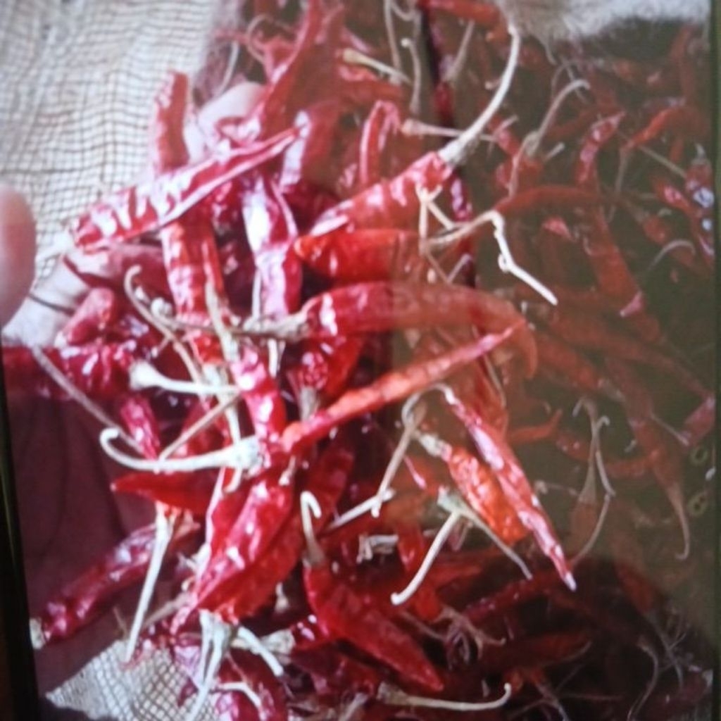 Cabe Japlak Kering Pedas dan Segar