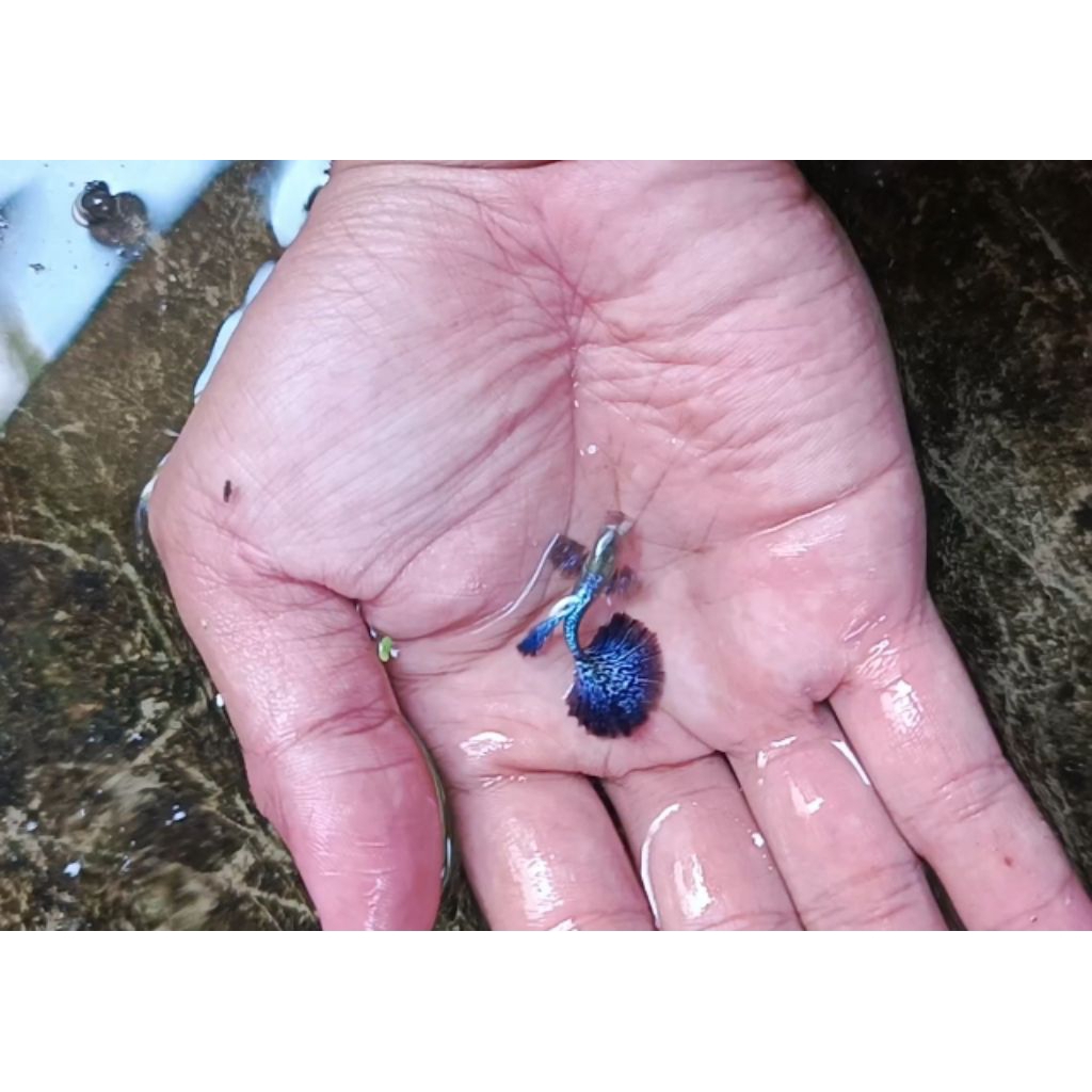 Guppy hm Blue dragon 1 pasang